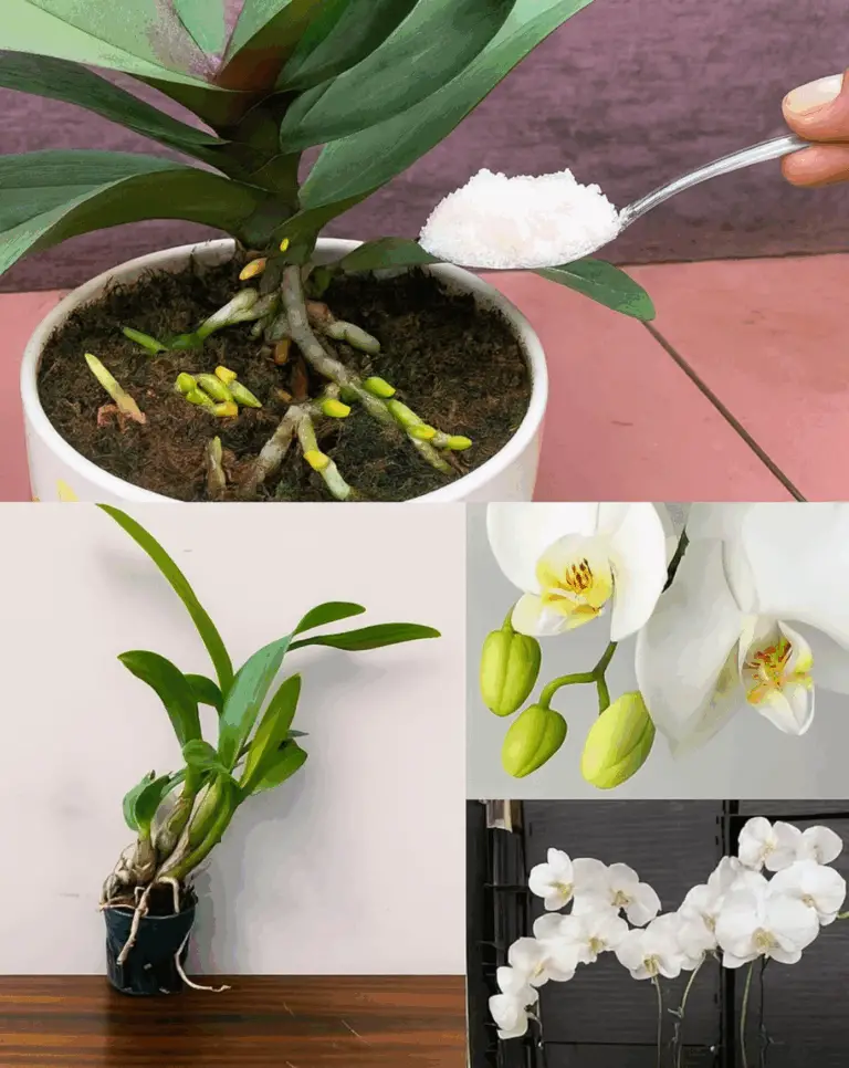 Cómo lograr que tus plantas florezcan en invierno