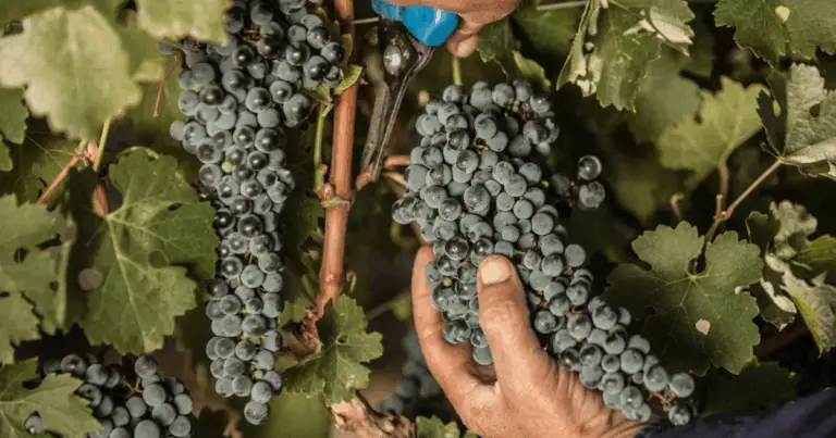 Poda de viñas: guía completa para una cosecha abundante y plantas sanas