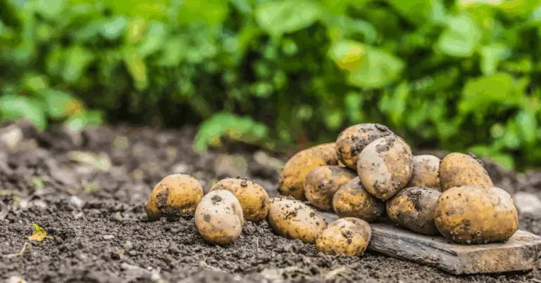 Cómo cultivar patatas en casa: guía completa para transformar un tubérculo en una cosecha abundante