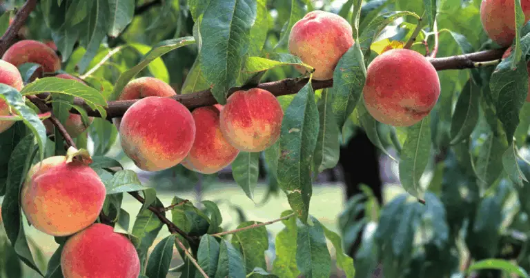 Poda correctiva del melocotonero: guía práctica para árboles más sanos y productivos