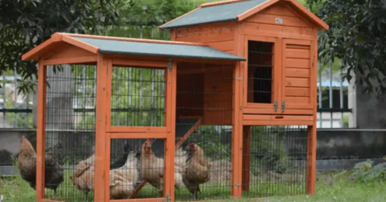 Modelos de gallineros prácticos y funcionales: guía completa para criadores domésticos