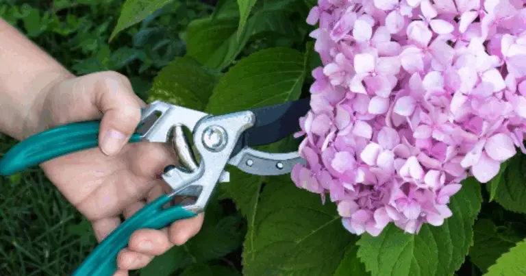 Cómo reproducir hortensias por esquejes paso a paso
