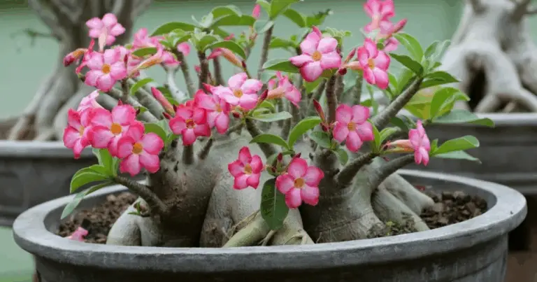 Cómo hacer florecer la rosa del desierto con iluminación artificial