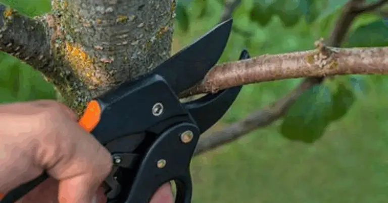 Cómo y cuándo podar una higuera para obtener mejores cosechas