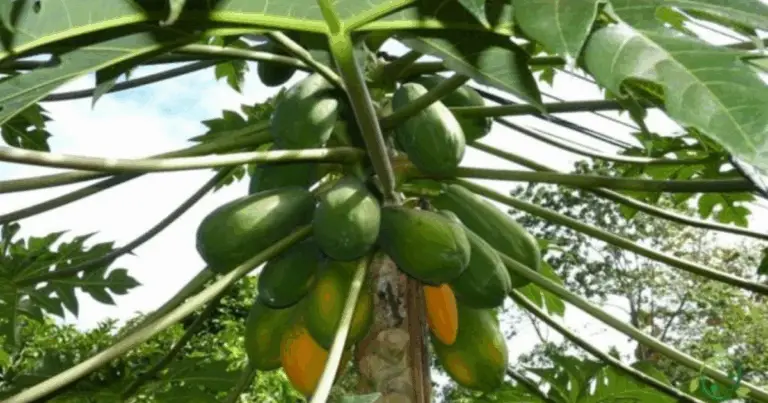 Cómo cultivar papaya en maceta en casa: guía completa del semillero a la cosecha