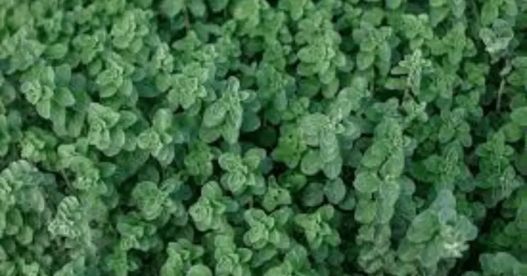 Albahaca o perejil: ¿qué hierba aromática es más fácil de cultivar en casa