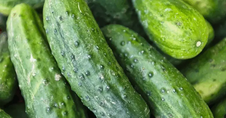 Cuándo y cómo plantar semillas de pepino para una cosecha abundante