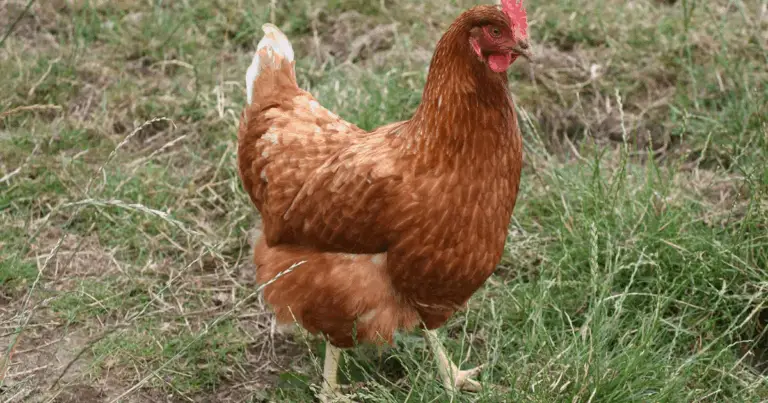 Reproducción de gallinas: guía completa del apareamiento de gallinas y formación del huevo fértil