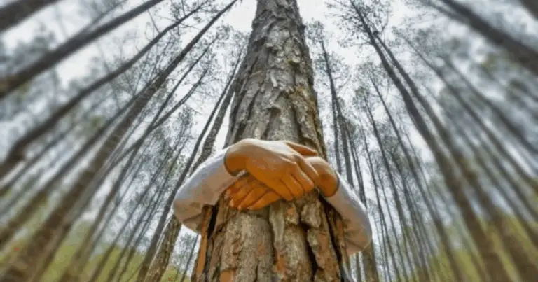 Conexión con los árboles: cómo aprovechar su energía natural para cuerpo y mente