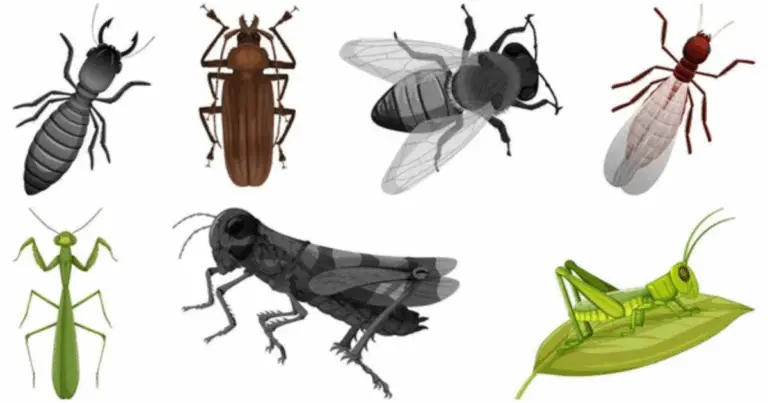 El ecosistema rico y diverso de tu huerto o jardín