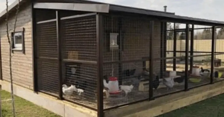 Ideas económicas para construir un gallinero casero