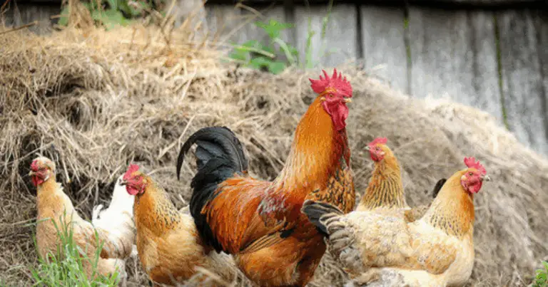 Gallinero de madera: un espacio ideal para criar gallinas en casa