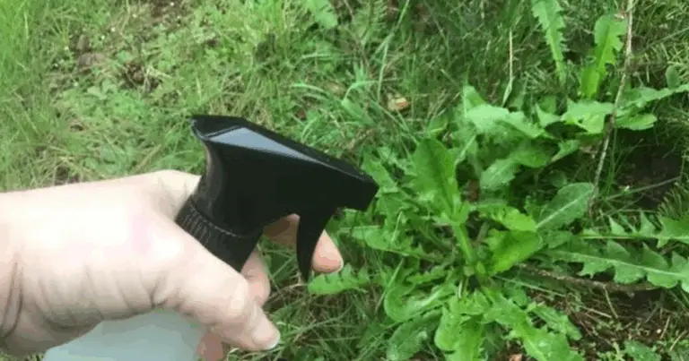 Herbicida casero con vinagre, sal y jabón: guía completa para eliminar malas hierbas