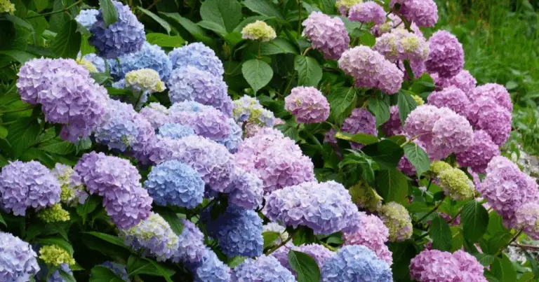 Cómo podar hortensias para obtener flores abundantes