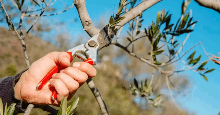 Cómo hacer la poda del olivo en agosto sin dañarlo: guía práctica y segura