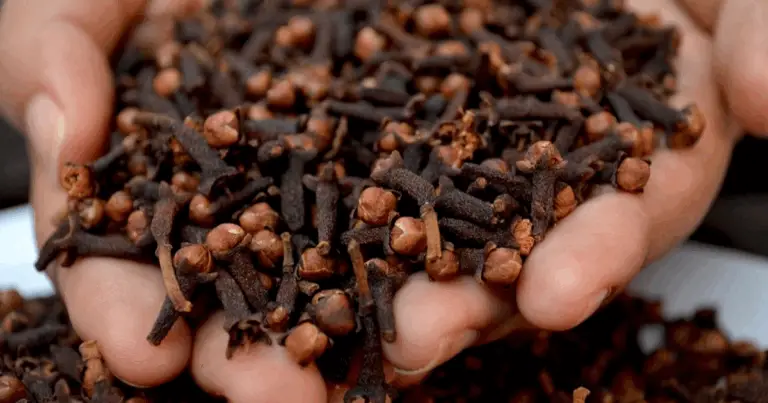 Beneficios de masticar clavo de olor todos los días