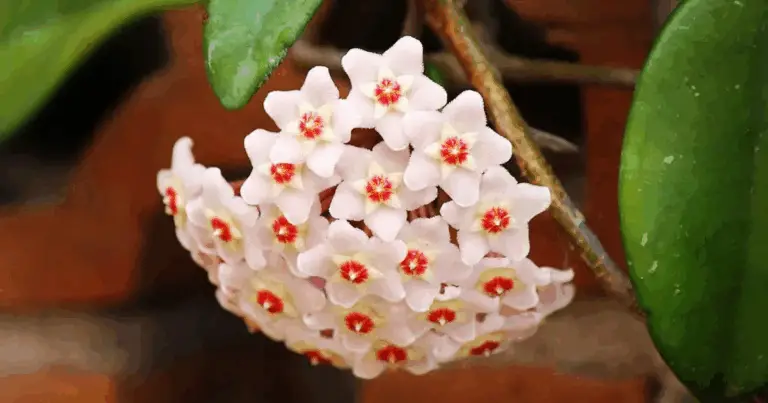 La planta de cera (Hoya): una joya duradera para el hogar y la familia