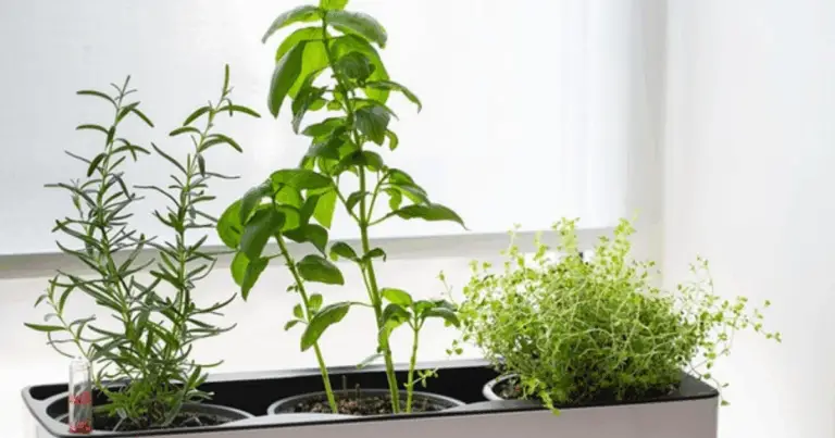 Cómo cultivar hierbas en agua en espacios pequeños: guía práctica, limpia y aromática