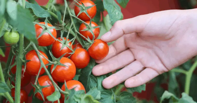 Cómo cultivar tomates en casa: guía completa para obtener frutos frescos todo el año