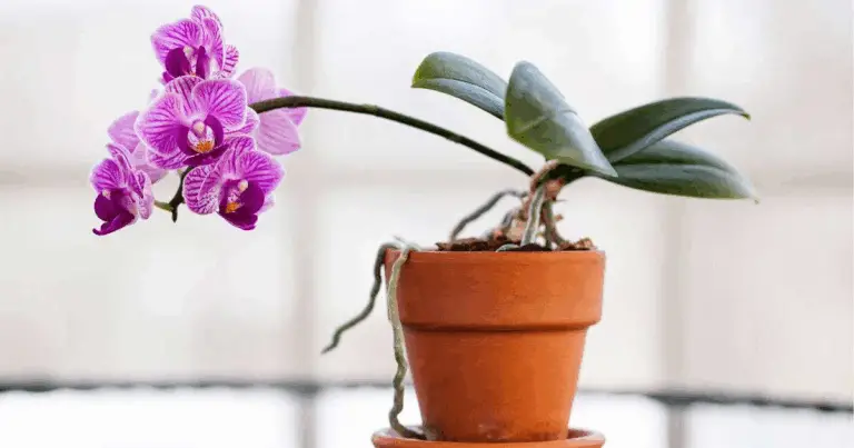 Cómo revivir una orquídea sin raíces: guía práctica y efectiva