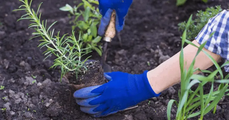 Consejos de jardinería: las hierbas aromáticas más populares y cómo mantenerlas saludables con la poda regular