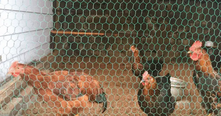 Cómo construir un gallinero de madera en tu jardín