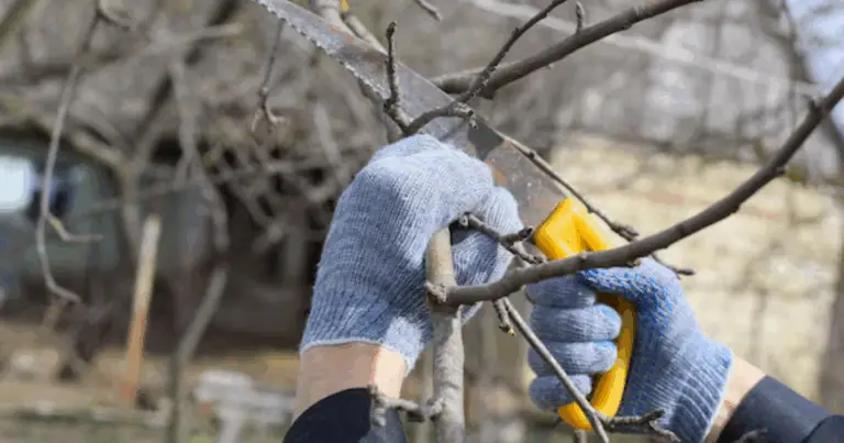 Poda de árboles: guía completa para cortar bien, ganar salud y forma