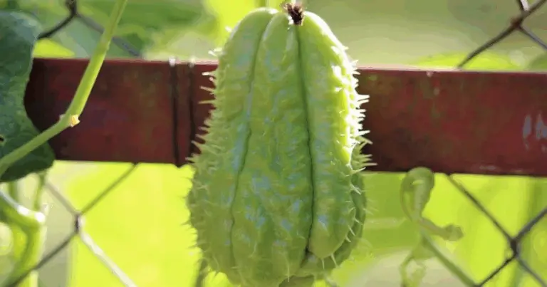 Cómo cultivar chayote en casa a partir de un fruto del supermercado