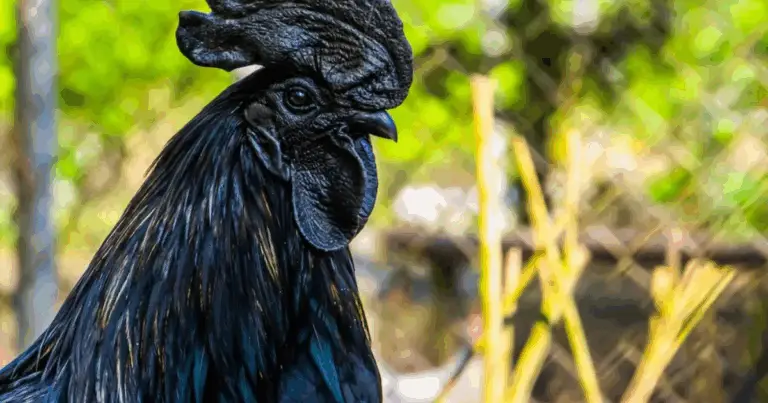 Ayam Cemani: el enigmático pollo negro de Indonesia