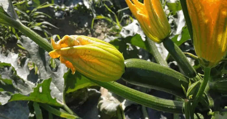Cómo cultivar calabacines: guía completa para tu huerto