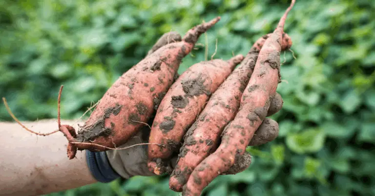 Cómo cultivar batatas en macetas: guía completa paso a paso