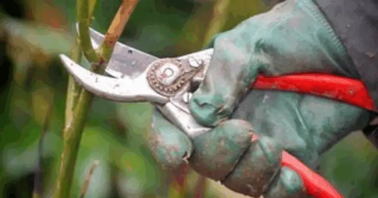 Poda de plantas perennes en agosto: claves para un jardín sano y floreciente