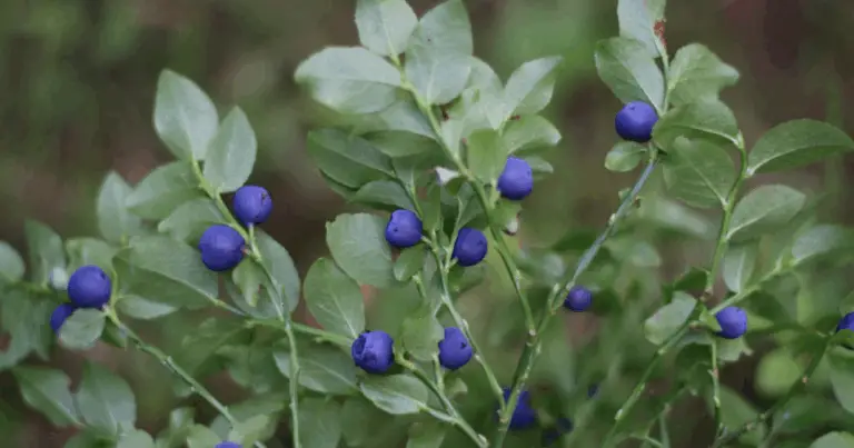 Cómo recolectar arándanos silvestres y aprovechar al máximo su sabor