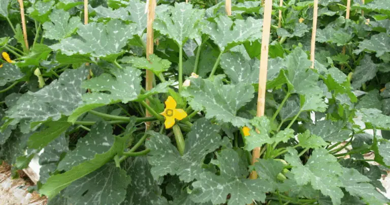 Cómo cultivar calabacines en casa y aprovechar todos sus beneficios