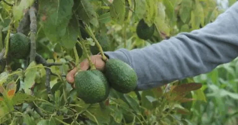 Cómo plantar aguacate rápido con una técnica innovadora