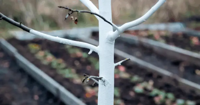 Guía completa para el blanqueo de troncos con cal y sulfato de cobre