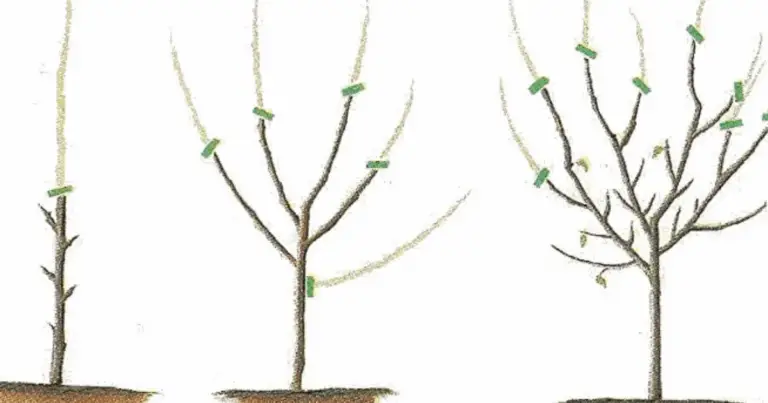 Poda de formación de los árboles frutales: guía práctica para un crecimiento saludable