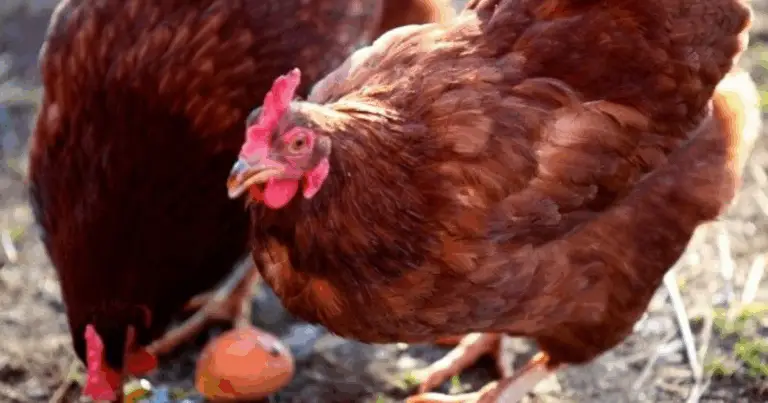 Ingenio en la granja: cómo reutilizar objetos para alimentar a las gallinas