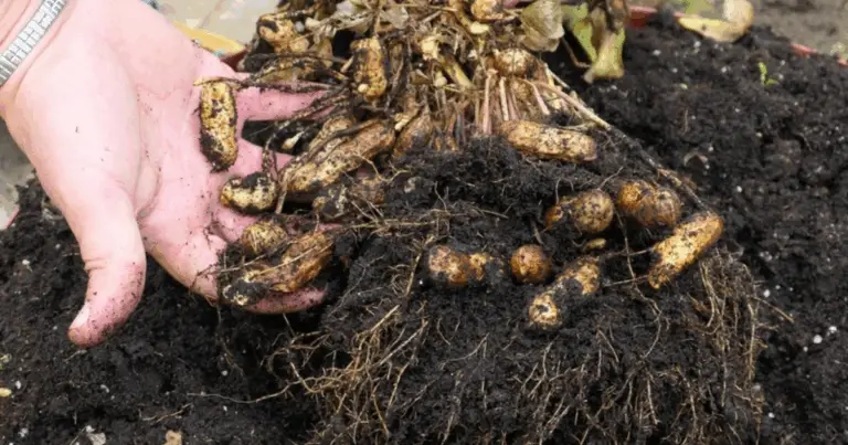 Cómo cultivar cacahuetes rojos en casa paso a paso