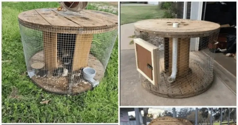 Gallineros con carretes de madera: una alternativa sostenible para la avicultura doméstica