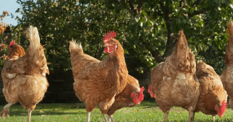 Ideas creativas y económicas para criar gallinas felices en casa