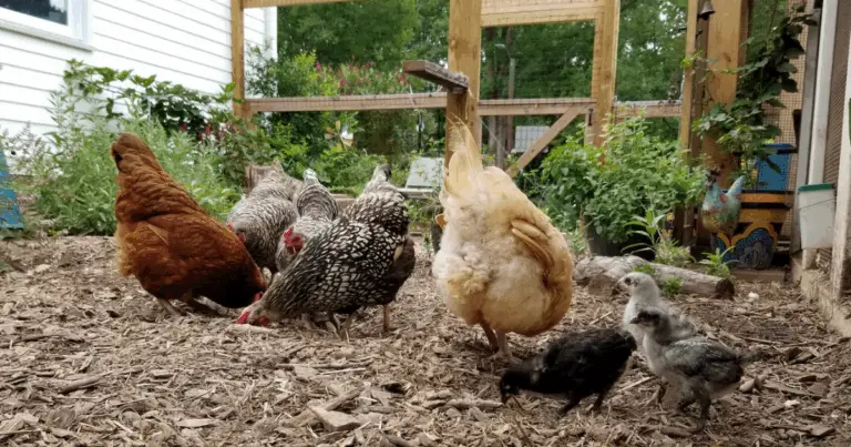 Incubadora casera con botellas de plástico: una solución sencilla y económica