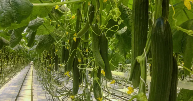Cómo cultivar pepinos en macetas con soporte vertical de bambú