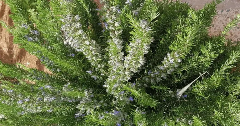 Guía creativa: consejos para tener un jardín perfecto