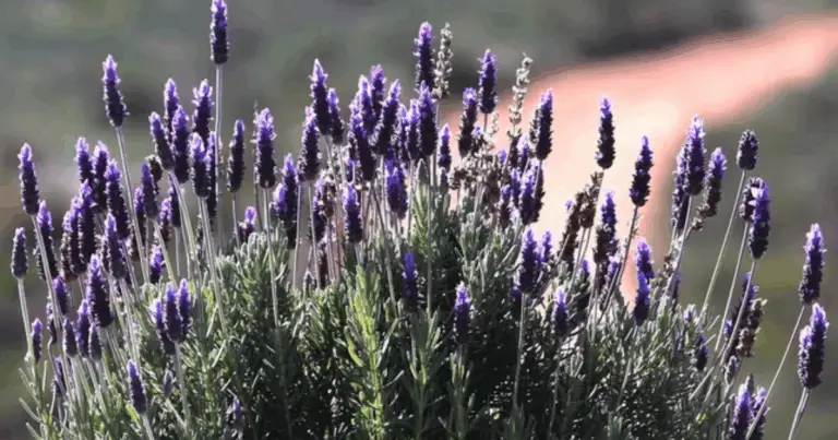 Cómo podar lavanda en julio sin perder flores ni polinizadores: guía completa