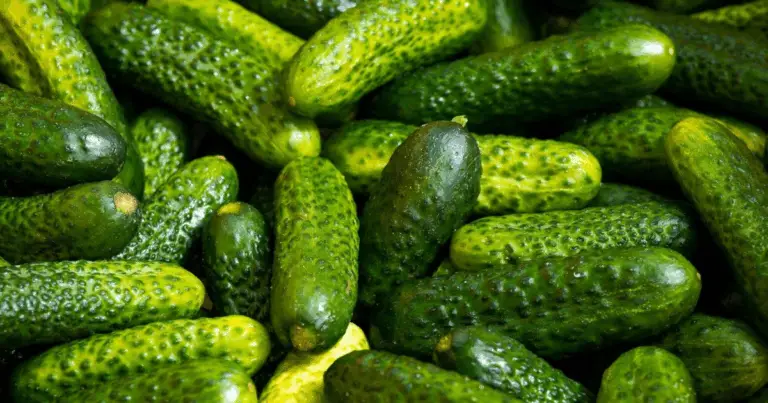 Cómo duplicar la cosecha de pepinos con cáscaras de huevo: el secreto natural del calcio