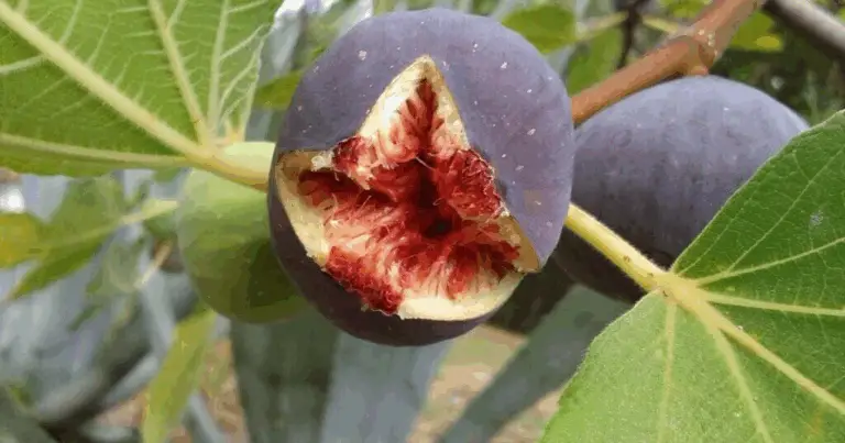 Las higueras y sus secretos: por qué el higo no es una fruta común