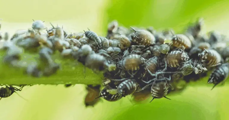 Control de pulgones con métodos naturales: guía completa paso a paso