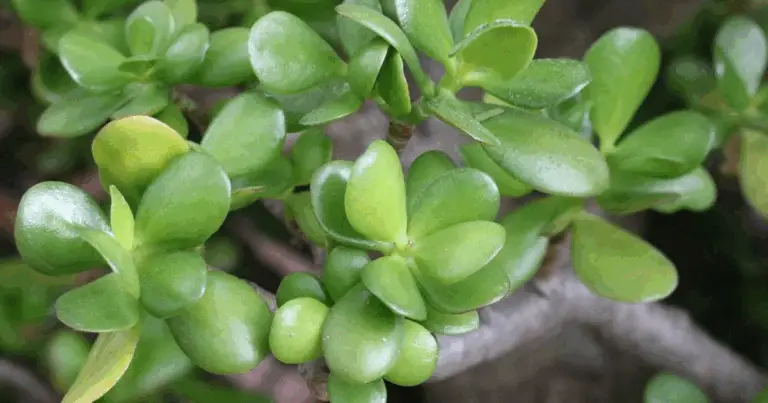 Planta de jade: guía completa para ubicarla, cuidarla y potenciar su belleza en casa