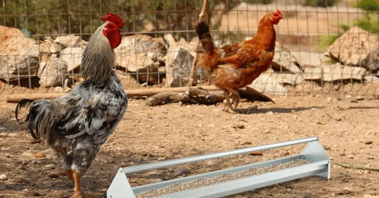 Comederos colgantes para gallinas: alimentación limpia, natural y sostenible